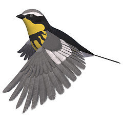 Image showing Warbler