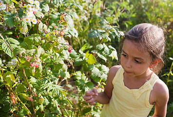 Image showing Little girl  and raspberries