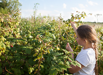 Image showing Young girl  and raspberries