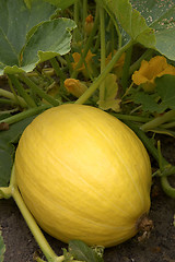 Image showing Pumpkin growing