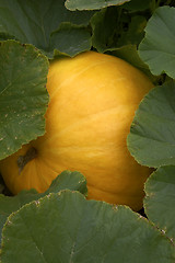 Image showing Pumpkin growing