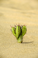 Image showing Cactus in the sand