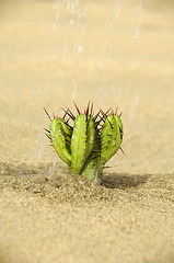 Image showing Watering a cactus