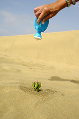 Image showing Watering a cactus