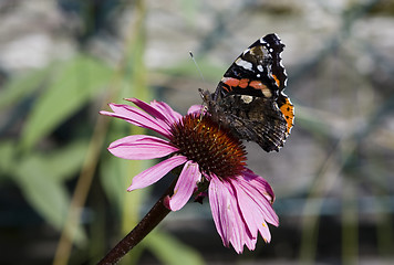 Image showing butterfly on flower