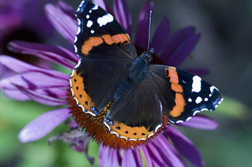 Image showing butterfly on flower