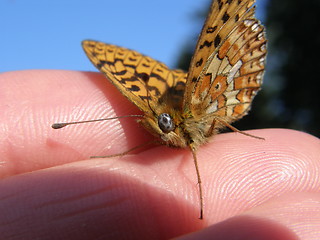 Image showing butterfly closeup