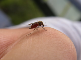 Image showing gnat