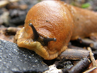 Image showing mordersnegle,slug,