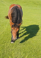 Image showing Horse