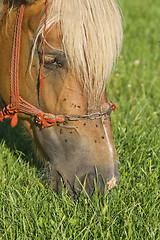 Image showing Horse grazing portrait