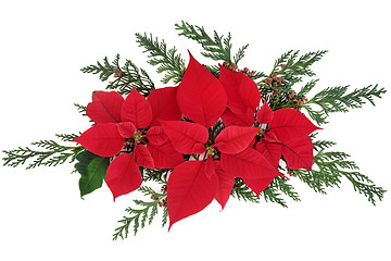 Image showing Poinsettia Flowers