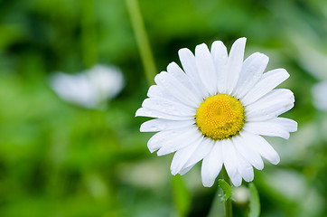 Image showing Closeup of dewy daisy flower bloom with petals. 