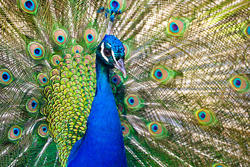 Image showing Peacock showing off