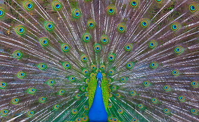 Image showing Peacock showing off