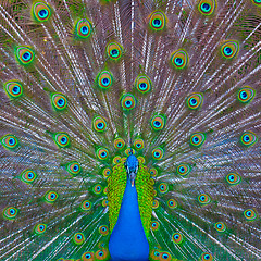 Image showing Peacock showing off