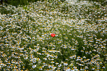 Image showing Red poppy among daisies 