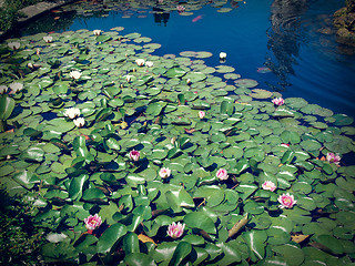 Image showing Waterlily