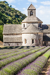 Image showing Lavander field