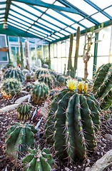 Image showing Cactus greenhouse