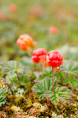 Image showing Cloudberries on marsh