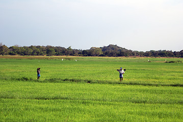 Image showing Two workers on rice field, Sri Lanka