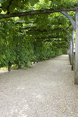 Image showing Pathway through grapevine covered pergola at chateau, de, villandry, loire, valley, france