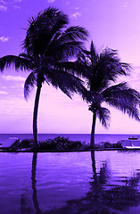 Image showing coconut tree silhouette on the beach