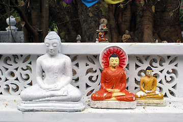 Image showing Buddhas under the tree