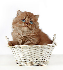 Image showing british long hair kitten