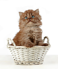 Image showing british long hair kitten