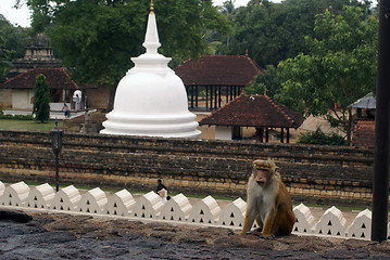 Image showing Monkey and stupa