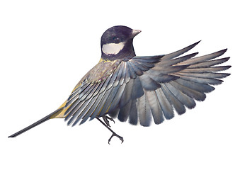 Image showing Great Tit