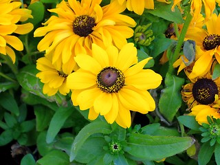 Image showing Background of flowers