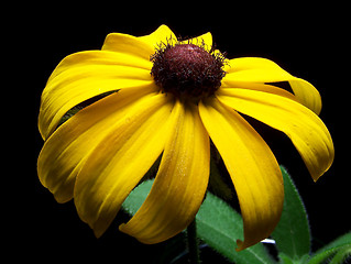 Image showing Blackeyed Susan Flower