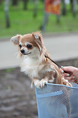 Image showing bicycle walking with chihuahua