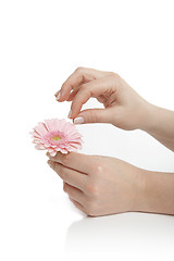 Image showing Female hand holding a pink flower