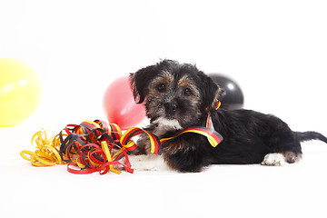 Image showing Young puppy with ballons sits in front of white background
