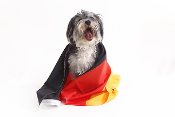 Image showing Terrier dog with German flag shout in front of white background