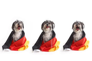 Image showing Dogs with German flag shout in front of white background