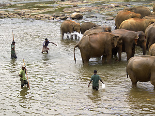 Image showing Elephant bathing at the orphanage