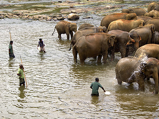 Image showing Elephant bathing at the orphanage