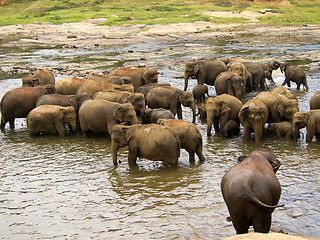 Image showing Elephant bathing at the orphanage