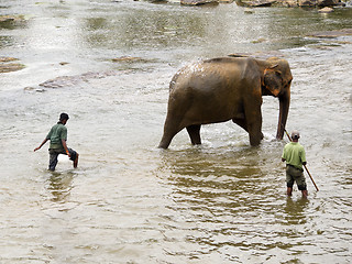 Image showing Elephant bathing at the orphanage