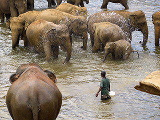 Image showing Elephant bathing at the orphanage