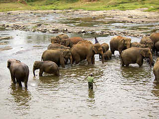 Image showing Elephant bathing at the orphanage