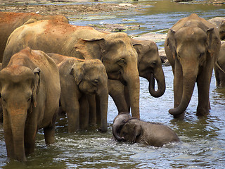 Image showing Elephant bathing at the orphanage