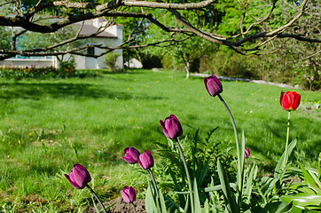 Image showing dark purple garden tulips in the shade of trees 