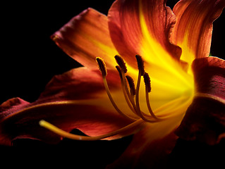 Image showing Daylily On A Black Background