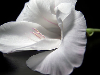 Image showing White Gladiola Blossom Close Up